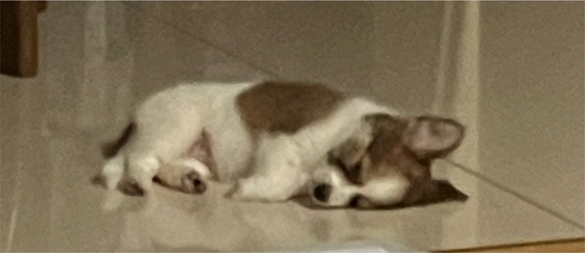 yeoreum0728's tweet photo. 또 토끼 등장 https://t.co/XjbQnLWjuR