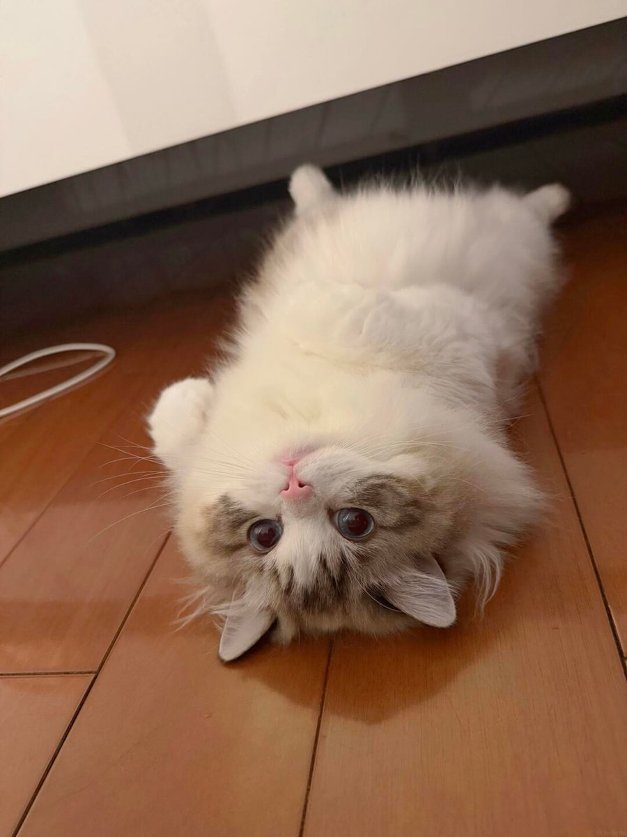 cutestscats's tweet photo. Living his best spoiled life 👑 https://t.co/gOCTdPzRil