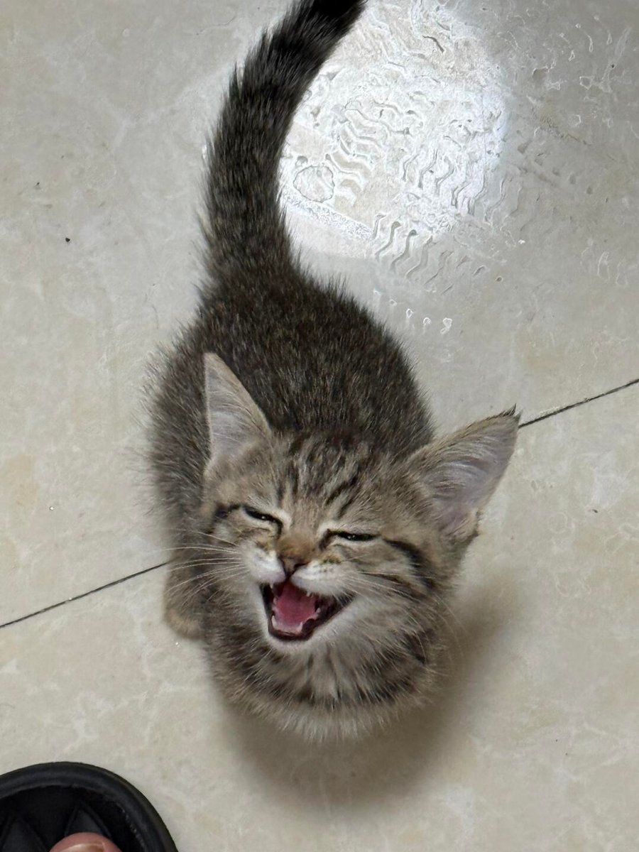 cutestscats's tweet photo. hello world hear my tiny roar 🎙️ https://t.co/gHH2xTY6Bx