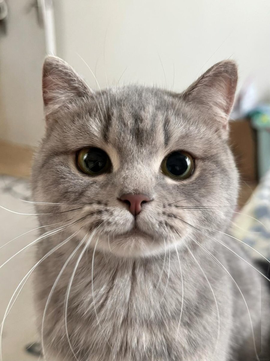 cutestscats's tweet photo. flawless round head appreciation post ✨ https://t.co/1mZS7Jc18M