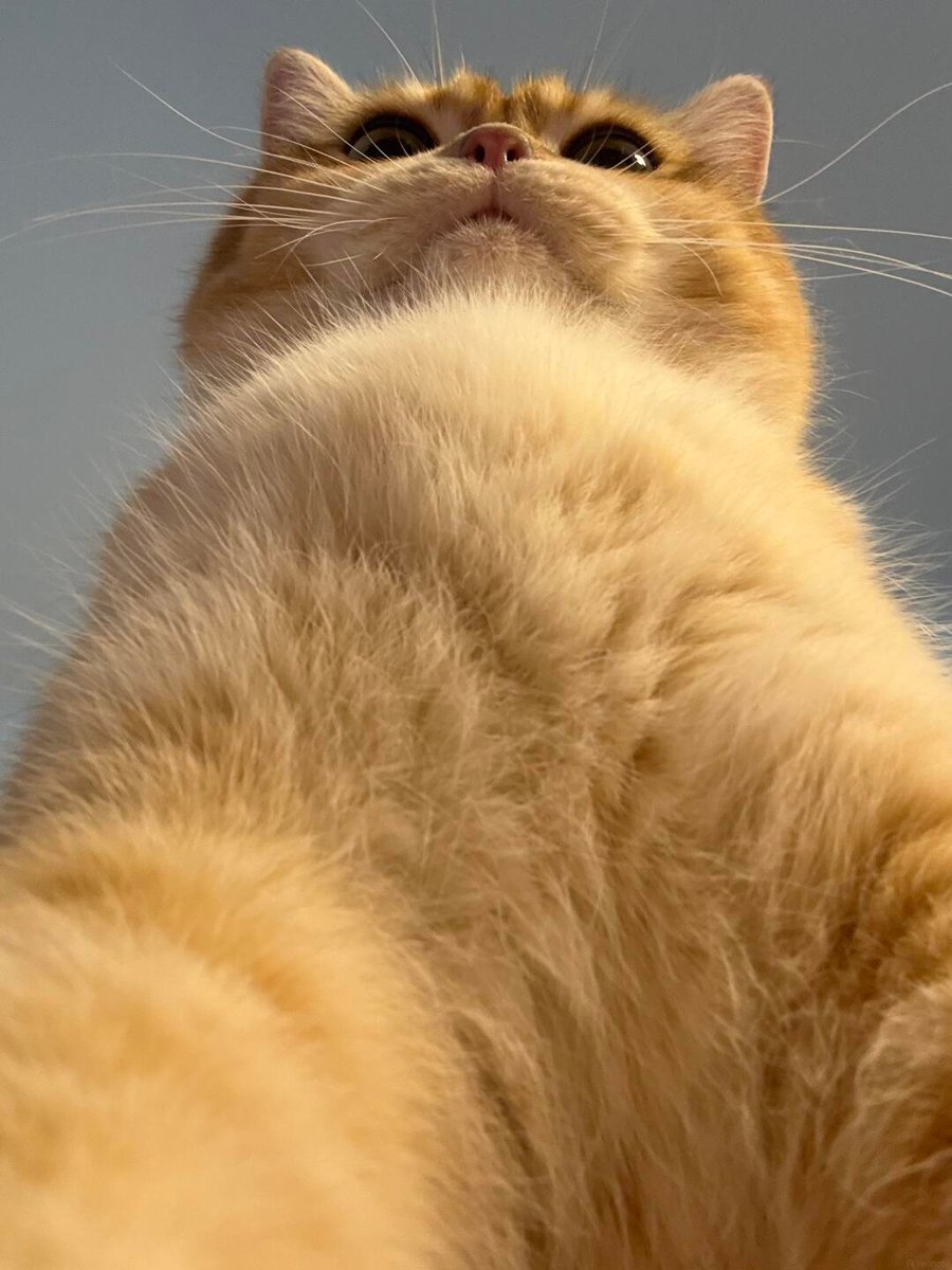 cutestscats's tweet photo. looking down like a true monarch 👑🧡 https://t.co/TlpVp4E8pJ
