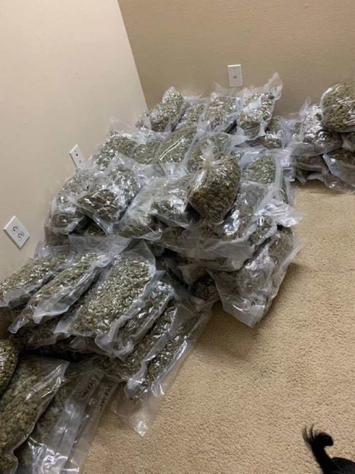 Bigmunchdaplug's tweet photo. Exploring top shelf weed, exotic, like Northern Lights, Granddaddy Purple, Jack Herer, Mimosa, Animal Cookies. genetics, terpenes, cultivation, and cannabis research insights. Los Angeles • San Francisco • San Diego • Sacramento • Denver • Seattle • Miami #CannabisEducation https://t.co/hxpRJvXCQD