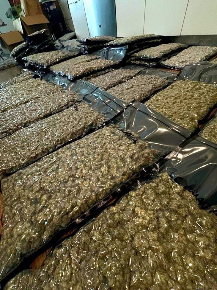 Bigmunchdaplug's tweet photo. Exploring top shelf weed, exotic, like Northern Lights, Granddaddy Purple, Jack Herer, Mimosa, Animal Cookies. genetics, terpenes, cultivation, and cannabis research insights. Los Angeles • San Francisco • San Diego • Sacramento • Denver • Seattle • Miami #CannabisEducation https://t.co/hxpRJvXCQD