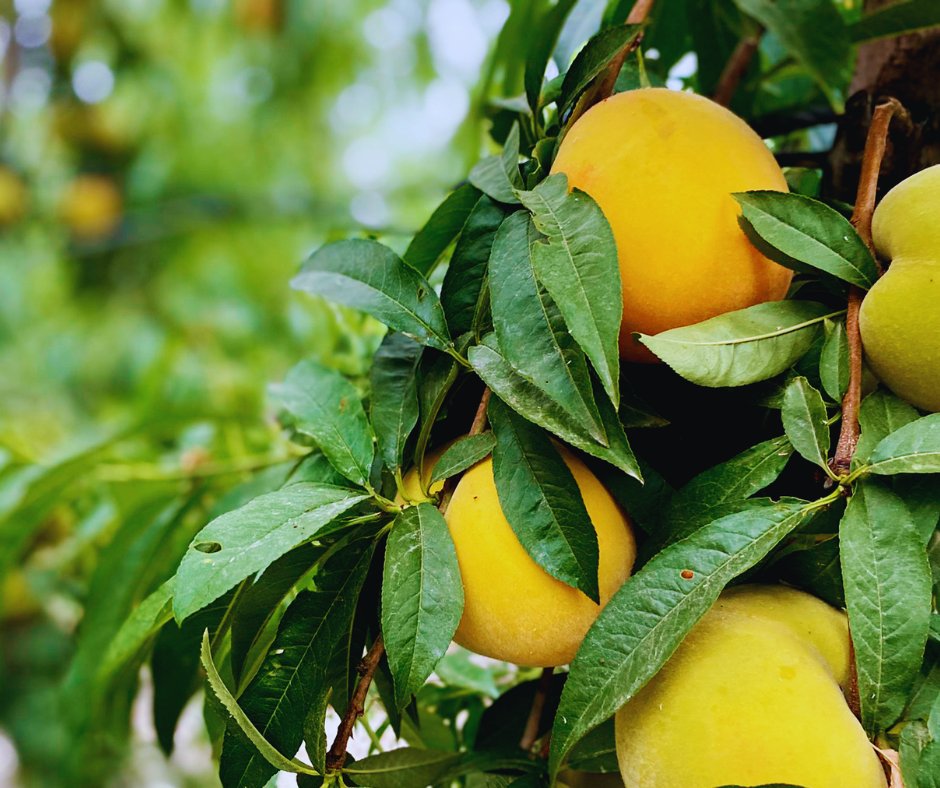 TimacAGROEspana's tweet photo. 🍑 ¿Sabías que España es uno de los principales productores de melocotón de Europa? Las últimas semanas nos han dejado estampas tan coloridas como éstas 😍 https://t.co/bZxinxKaVO
