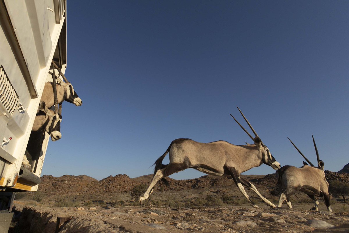 theGEF's tweet photo. In this #GEFVoices interview, Nabot Mbeeli shares how community-led conservation and re-wilding are helping restore landscapes while supporting people and nature in #Namibia.
Read more: https://t.co/T0tUOVSaLE
@NaturalStateOrg #CommunityConservation #LandscapeRestoration https://t.co/o9YoRW8DXg