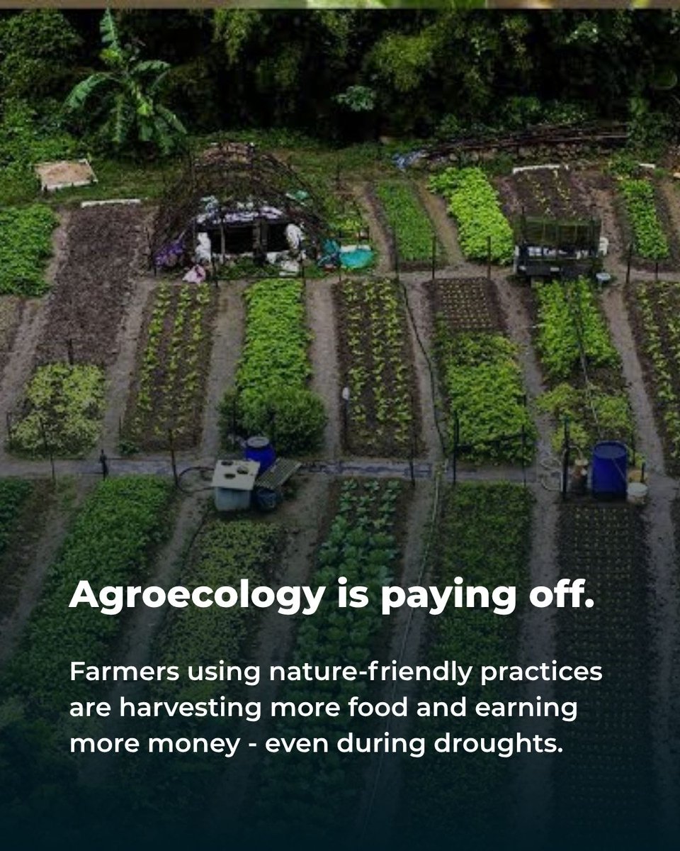 foodtank's tweet photo. Agroecology is paying off in Burkina Faso.

Farmers using advanced nature-friendly practices saw 77 percent higher yields, 67 percent higher net incomes, more food reserves, and significantly less debt than conventional farmers, according to a new report.

Even in communities facing drought, flooding, displacement, and food insecurity, these practices are helping farmers restore soils, conserve water, and build more resilient livelihoods.

Read more from Food Tank: https://t.co/tr9eFH3hl5
