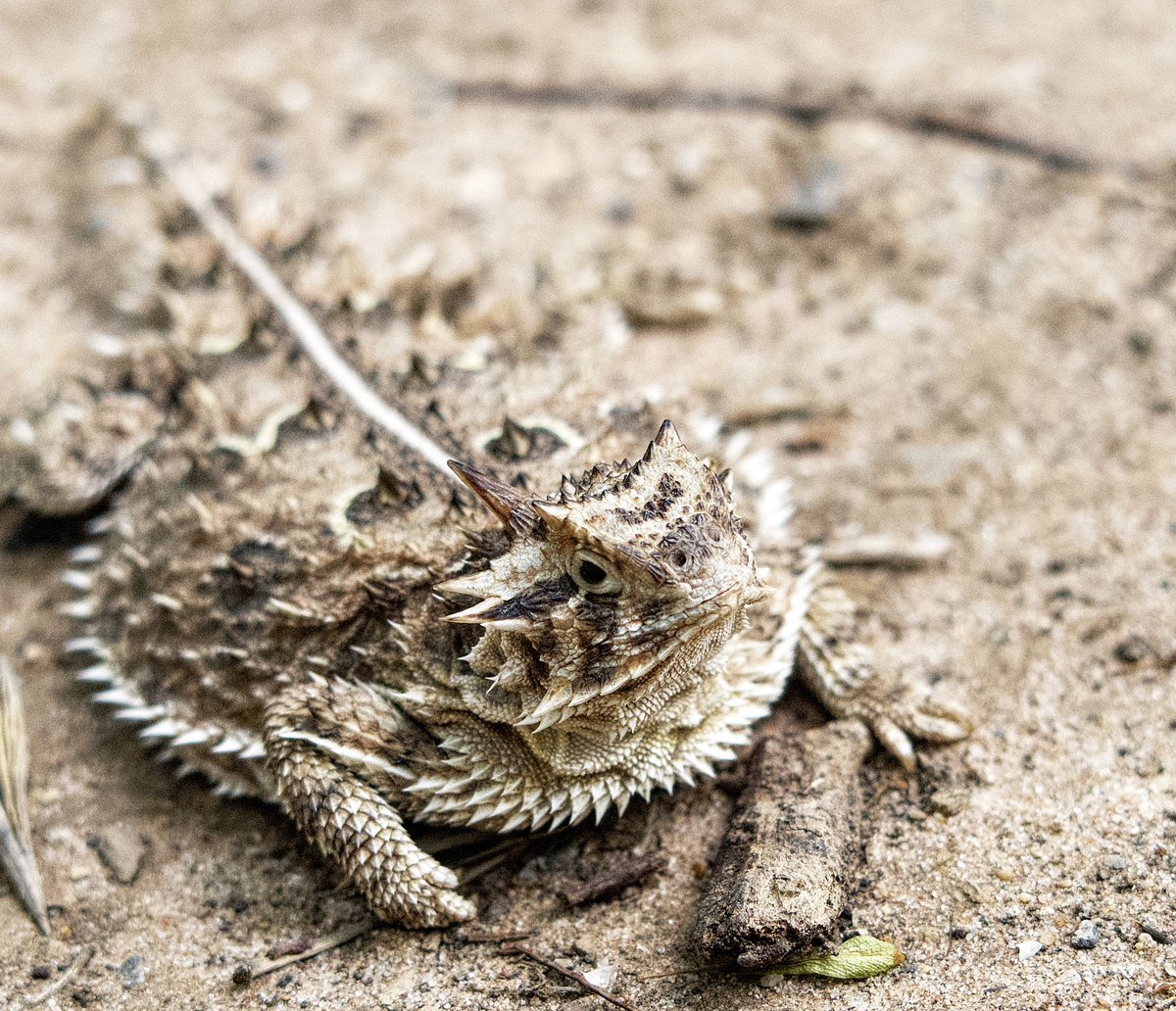 Visceral9000's tweet photo. “To protect a little rodent” and we are literally talking about protecting natural wonders like the American bison, bald eagle, ocelots, and horned lizards.

This has to be the least patriotic man possible https://t.co/i0aQMPChdh