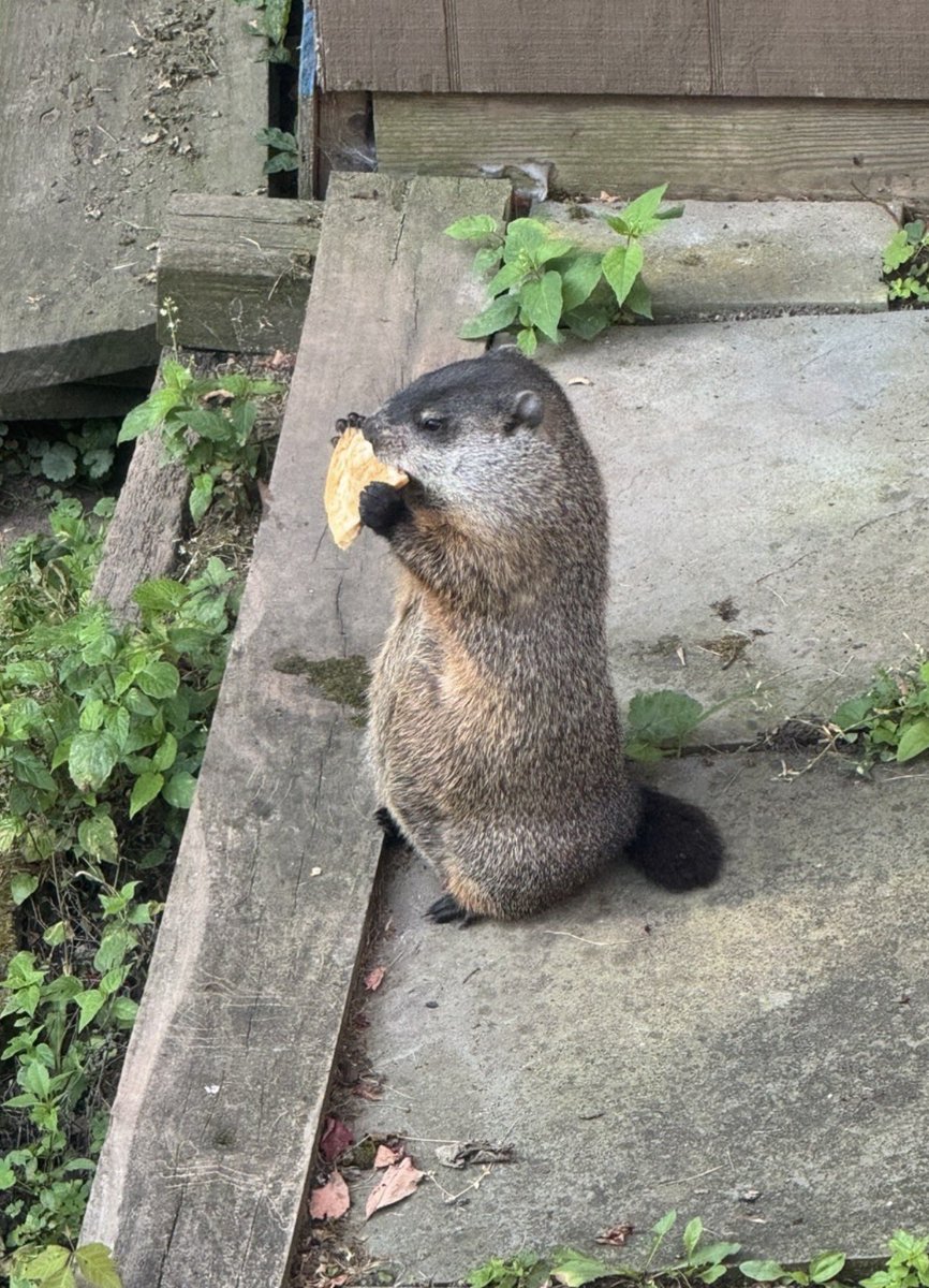 JeffDaHog's tweet photo. $JEFF just tryna eat 🦫🦫🦫 https://t.co/wYNN0Bledi