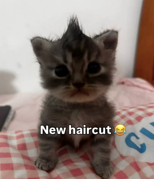 CatPosted's tweet photo. https://t.co/isrWVdWYKf