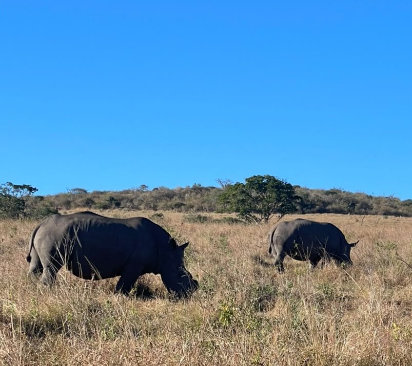 THULATHULA1's tweet photo. Another beautiful day in Africa 🐘🦏🐆❤️
https://t.co/NYhcw3l4K3 https://t.co/wiPC9MfINF