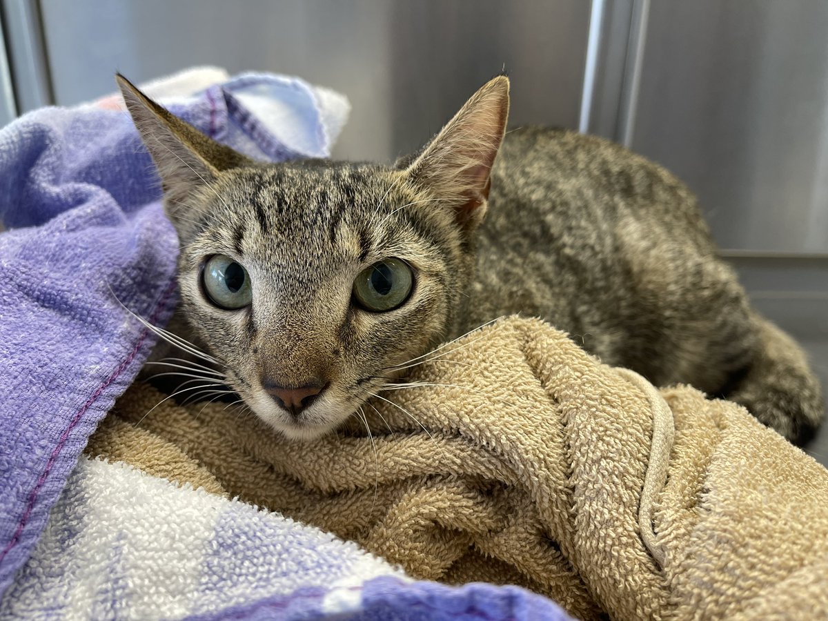 anthops220's tweet photo. Sir Anthony Hopkins

Thank you Turks and Caicos SPCA and the Turks and Caicos Veterinary Association for helping us rescue Amore. Dr. Ian, Melody, Tara, Ray, Jots, Susan, Donna, Melanie, Sidney, and Jasmine: without your help, this would have been impossible. It takes a village. 🙆🏻‍♂️