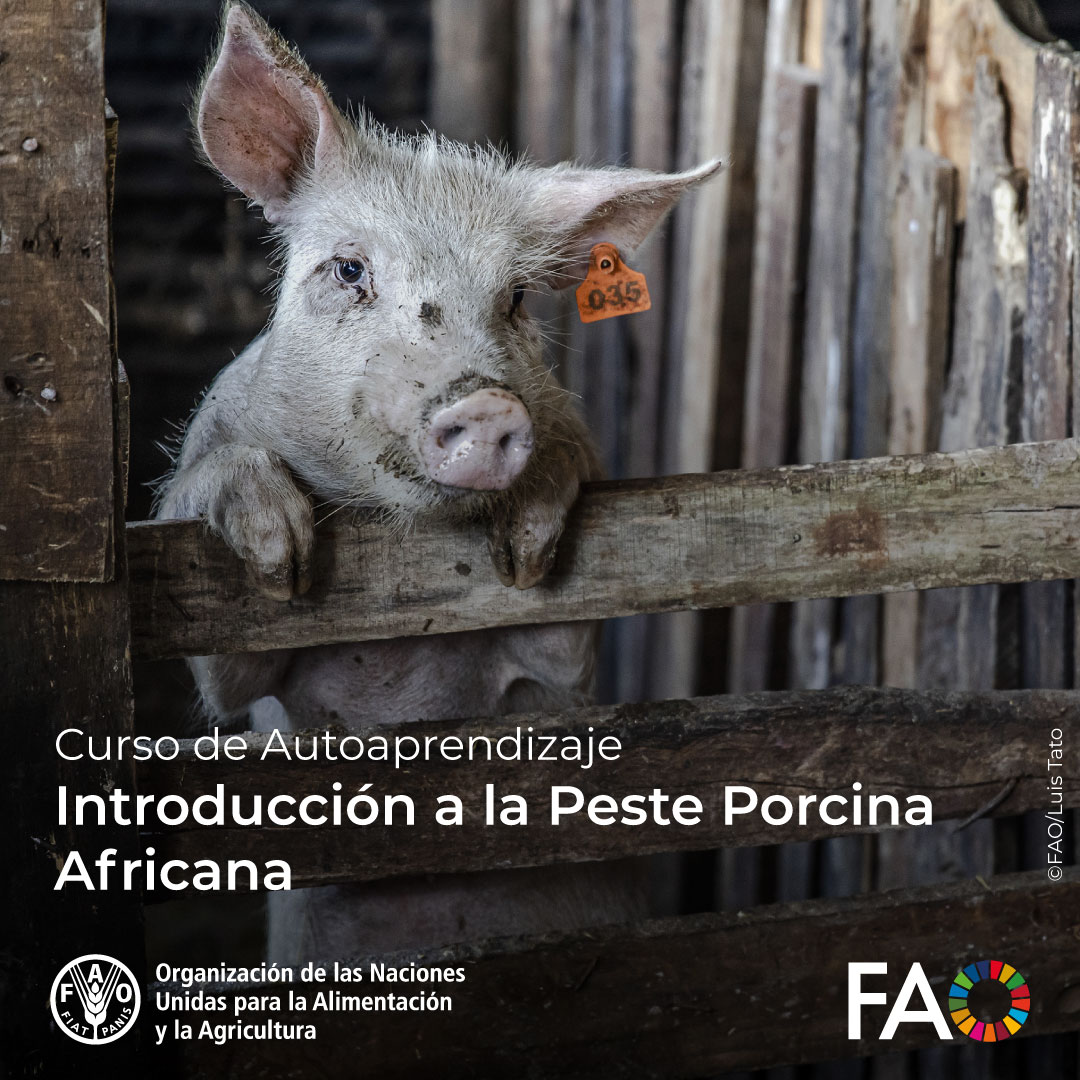 FAOCampus's tweet photo. 🎓 ¡Curso GRATUITO de @FAOCampus!
Introducción a la Peste Porcina Africana🐷
Para reforzar las capacidades de los países para detectar y prevenir la peste porcina africana (PPA).
¡Inscríbete! ➡️ https://t.co/GJp5bWEWNi
#OneHealth #PestePorcina @FAOLivestock https://t.co/fc6EwazUeZ