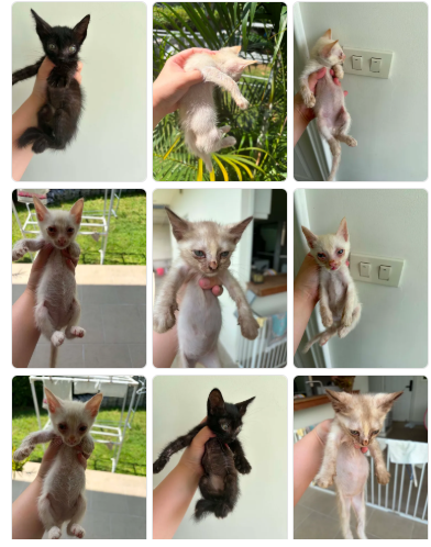 CatsterClub's tweet photo. 🏠 หาบ้านให้น้องแมว 🏠 (ฝากประกาศ)

เจ้าของแมวได้เสียชีวิตแล้ว ทำให้แมวทั้งหมดไม่มีผู้รับผิดชอบเรื่องอาหาร น้ำ การรักษาพยาบาล และที่อยู่อาศัย ดิฉันมีความกังวลว่า หากไม่ได้รับความช่วยเหลือโดยเร็ว แมวอาจประสบปัญหาด้านสุขภาพ อดอาหาร หรือกระจัดกระจายจนเกิดอันตราย
พิกัด บางบอน กทม./ 0650523636

ใครสนใจรับดู��ลติดต่อหาเจ้าของได้เลยนะคะ หรือ ช่วยกันรีกระจายข่าวก็ได้ค่า มาช่วยกันหาบ้านอันอบอุ่นให้น้องกันนะคะ