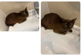 CatsterClub's tweet photo. 🏠 หาบ้านให้น้องแมว 🏠 (ฝากประกาศ)

เจ้าของแมวได้เสียชีวิตแล้ว ทำให้แมวทั้งหมดไม่มีผู้รับผิดชอบเรื่องอาหาร น้ำ การรักษาพยาบาล และที่อยู่อาศัย ดิฉันมีความกังวลว่า หากไม่ได้รับความช่วยเหลือโดยเร็ว แมวอาจประสบปัญหาด้านสุขภาพ อดอาหาร หรือกระจัดกระจายจนเกิดอันตราย
พิกัด บางบอน กทม./ 0650523636

ใครสนใจรับดู��ลติดต่อหาเจ้าของได้เลยนะคะ หรือ ช่วยกันรีกระจายข่าวก็ได้ค่า มาช่วยกันหาบ้านอันอบอุ่นให้น้องกันนะคะ