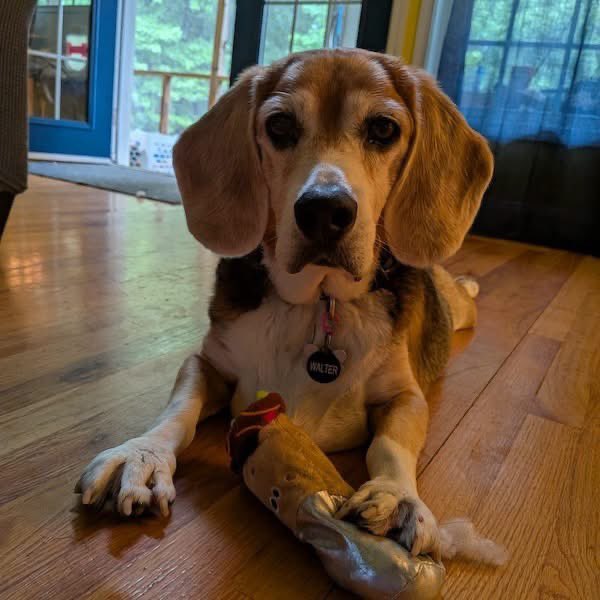 TriBeagles's tweet photo. Adoptable beagle of the day-Gordon! https://t.co/BgXzkSN1Pz https://t.co/ZoHzfAgYKo