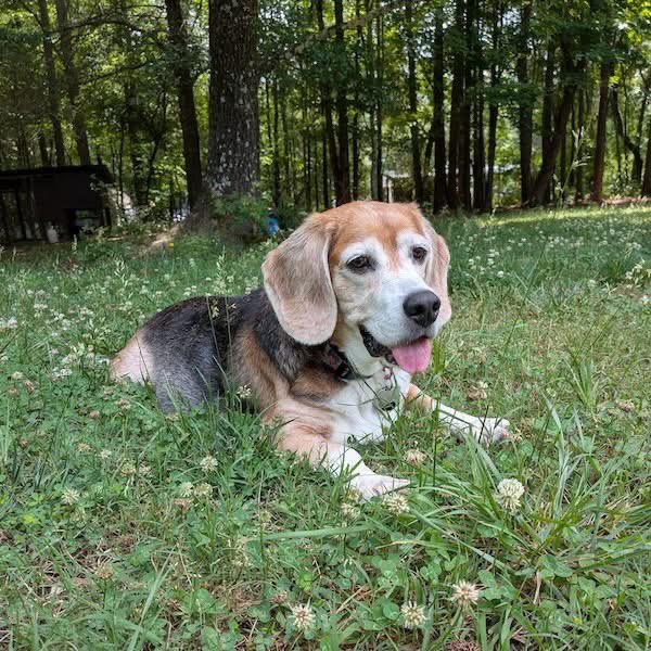 TriBeagles's tweet photo. Adoptable beagle of the day-Gordon! https://t.co/BgXzkSN1Pz https://t.co/ZoHzfAgYKo
