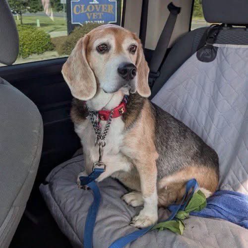 TriBeagles's tweet photo. Adoptable beagle of the day-Gordon! https://t.co/BgXzkSN1Pz https://t.co/ZoHzfAgYKo