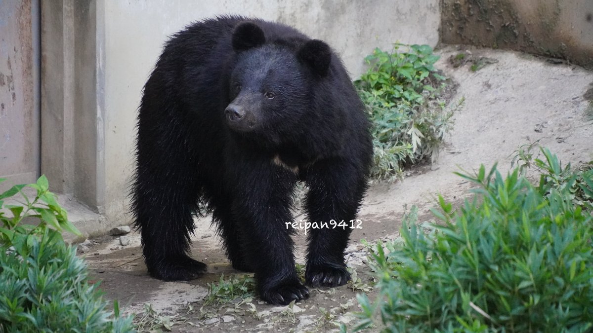 mirano9412's tweet photo. 姫とリオ
#ニホンツキノワグマ
#盛岡市動物公園zoomo https://t.co/ptxkJ0K9RW
