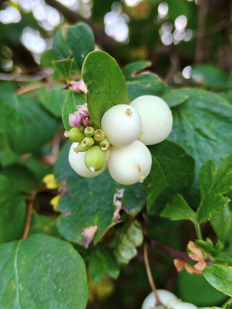 OxfordAngel's tweet photo. One from a walk a couple of days back, Snowberry. 
#walking #flowers #mentalhealth https://t.co/HteDhDYs1v