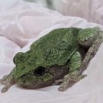 Photo by Frog Character Manifestation Project (@FrogMakeProject)