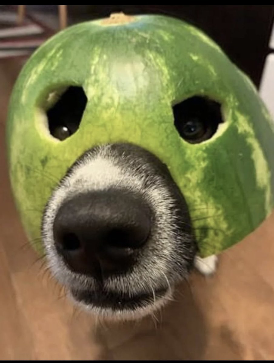interestingdrop's tweet photo. My boy ready for battle 😂 https://t.co/ScYjSVEEV0