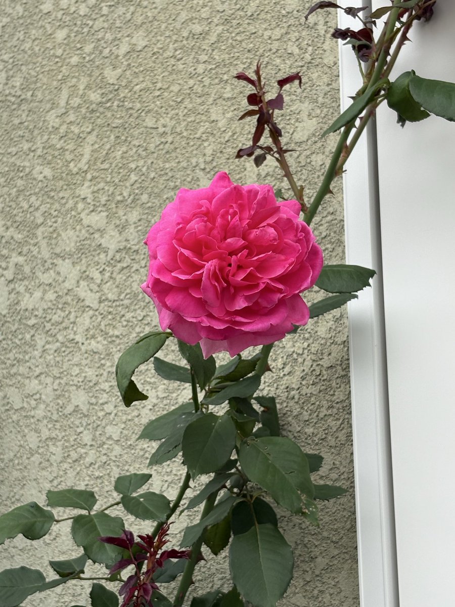 AngelaRonsard's tweet photo. 今日もお疲れ様でした♪
#パレード 
暑いけどぐんぐん育ってます。 https://t.co/BMiuLq8Sdp