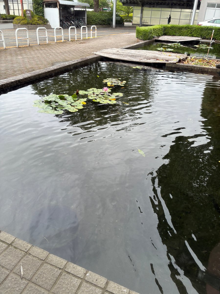 NHana2019's tweet photo. 昨日の病院の睡蓮
午���中　整形外科

午後　　眼科

疲れました。 https://t.co/JuXHPx3NsA