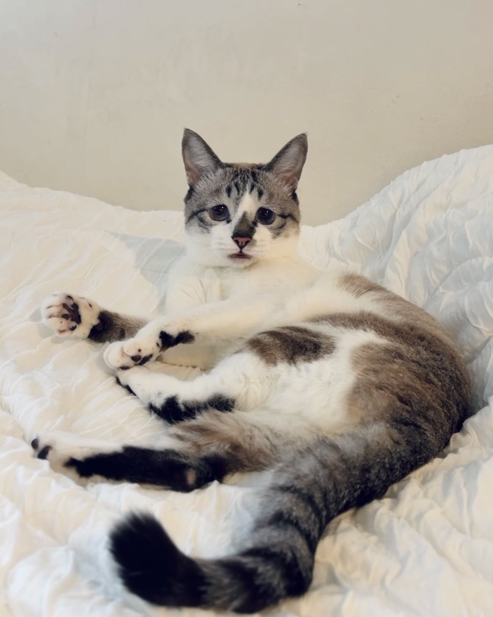 ぴえん猫ミント (@piennekomint) / Posts / X