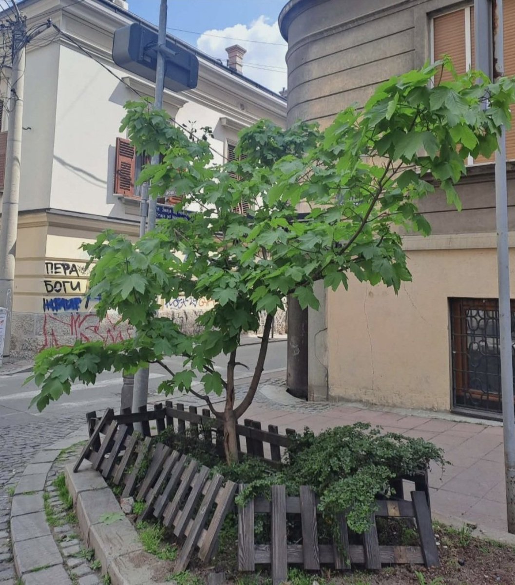 DusaGabradi's tweet photo. Neki smatraju da je gnev zbog posečenog javora na uglu Cara Uroša i Zmaja od Noćaja "psihoza". Upotreba tog termina u ovom kontekstu je ne samo nestručna, već i veoma neumesna. Javor su pre 12 godina posadile komšije iz kraja. Bio je krhka biljčica. Zaštitili su ga, negovali. 🧶 https://t.co/lVzjmEdtHO