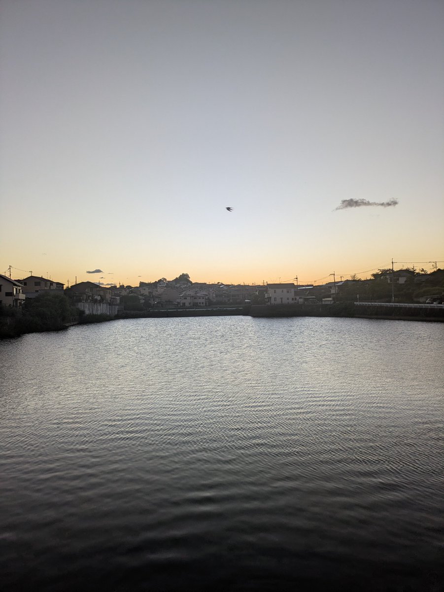 hennara5's tweet photo. 夕方散歩 2026.8.5
#散歩
#アライグマ https://t.co/l1frfYfL5s