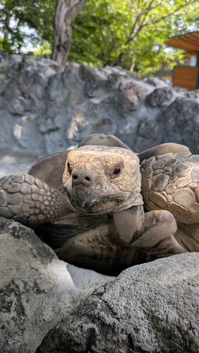 natlo_t's tweet photo. #reptile
​#tortoise
​#turtle
​#動物写真
​#爬虫類好きと繋がりたい
​#カメラ目線
​#貫禄 https://t.co/CF3ndrJ6uH