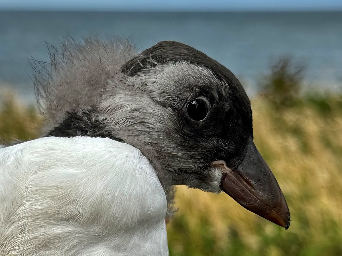 TomCadwallender's tweet photo. Hatched on the Northumberland coast, and soon to be out in the wide, wide ocean! https://t.co/TVratPd4tH