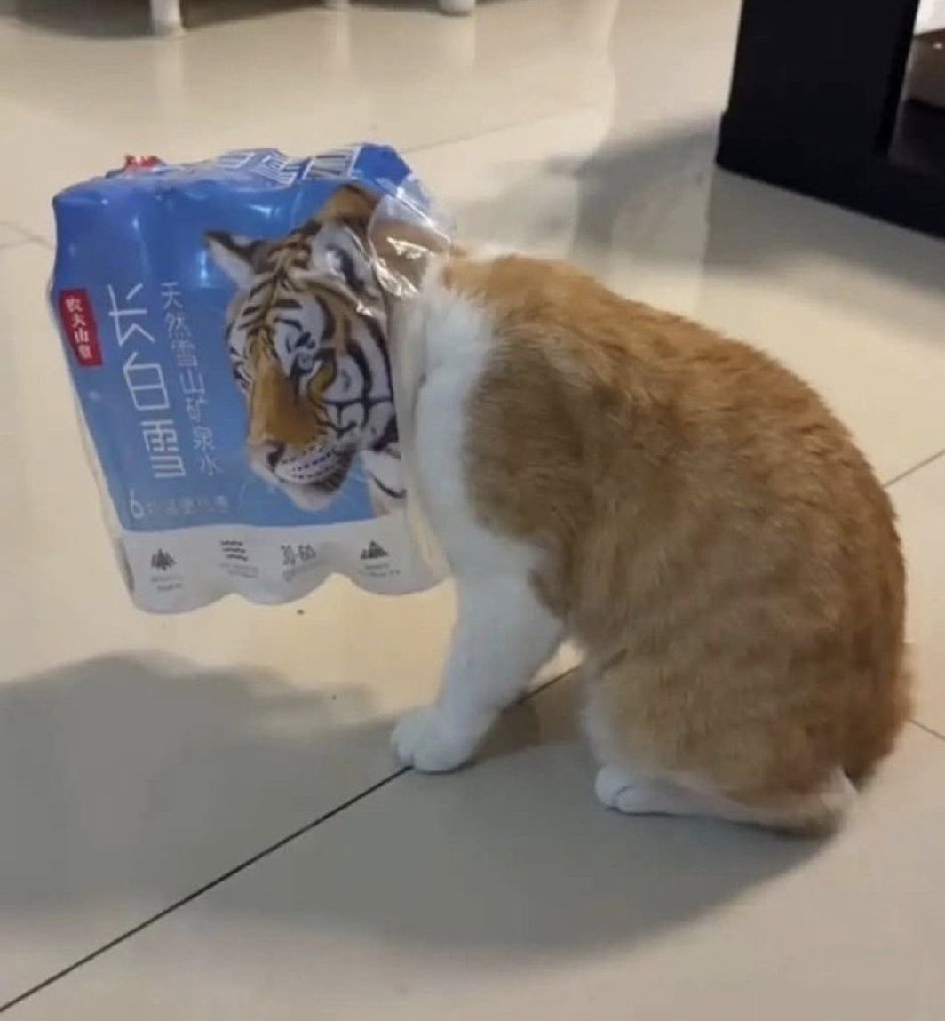 iyasinohako's tweet photo. 「実家の猫元気？」と母にラインしたら送られてきた写真 https://t.co/0jsFhIBATM