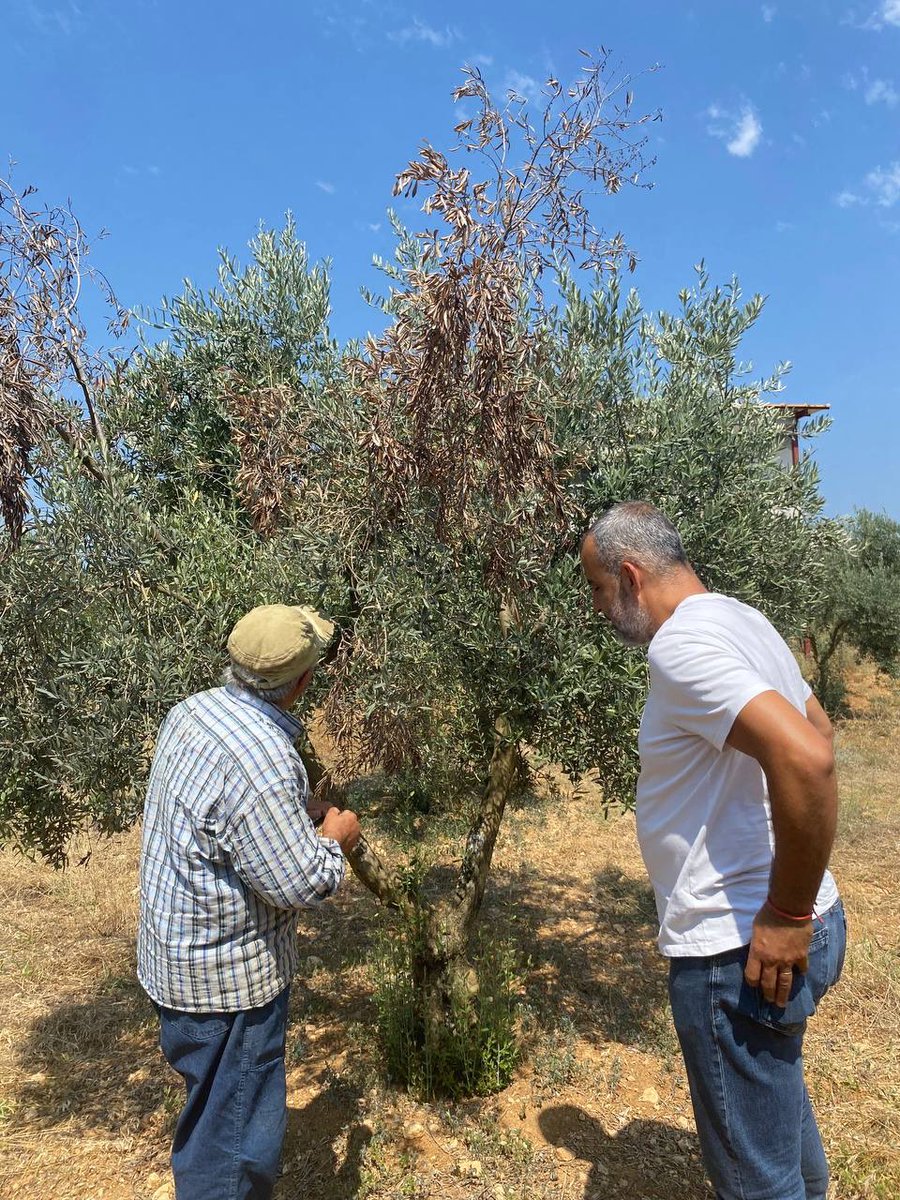 mentesetarim's tweet photo. ✅ Zeytin ağaçlarında verticillium solgunluğu  kontrolü yapıldı.

✅ Hastalığın ilerlememesi için üreticimizin yapması gerekenler ve mücadelesi hakkında bilgiler verildi.

@erenkacmaz33 @muglatarim @mentesekaymakamligi https://t.co/FHRv11r2UA
