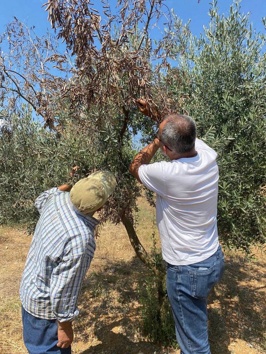 mentesetarim's tweet photo. ✅ Zeytin ağaçlarında verticillium solgunluğu  kontrolü yapıldı.

✅ Hastalığın ilerlememesi için üreticimizin yapması gerekenler ve mücadelesi hakkında bilgiler verildi.

@erenkacmaz33 @muglatarim @mentesekaymakamligi https://t.co/FHRv11r2UA