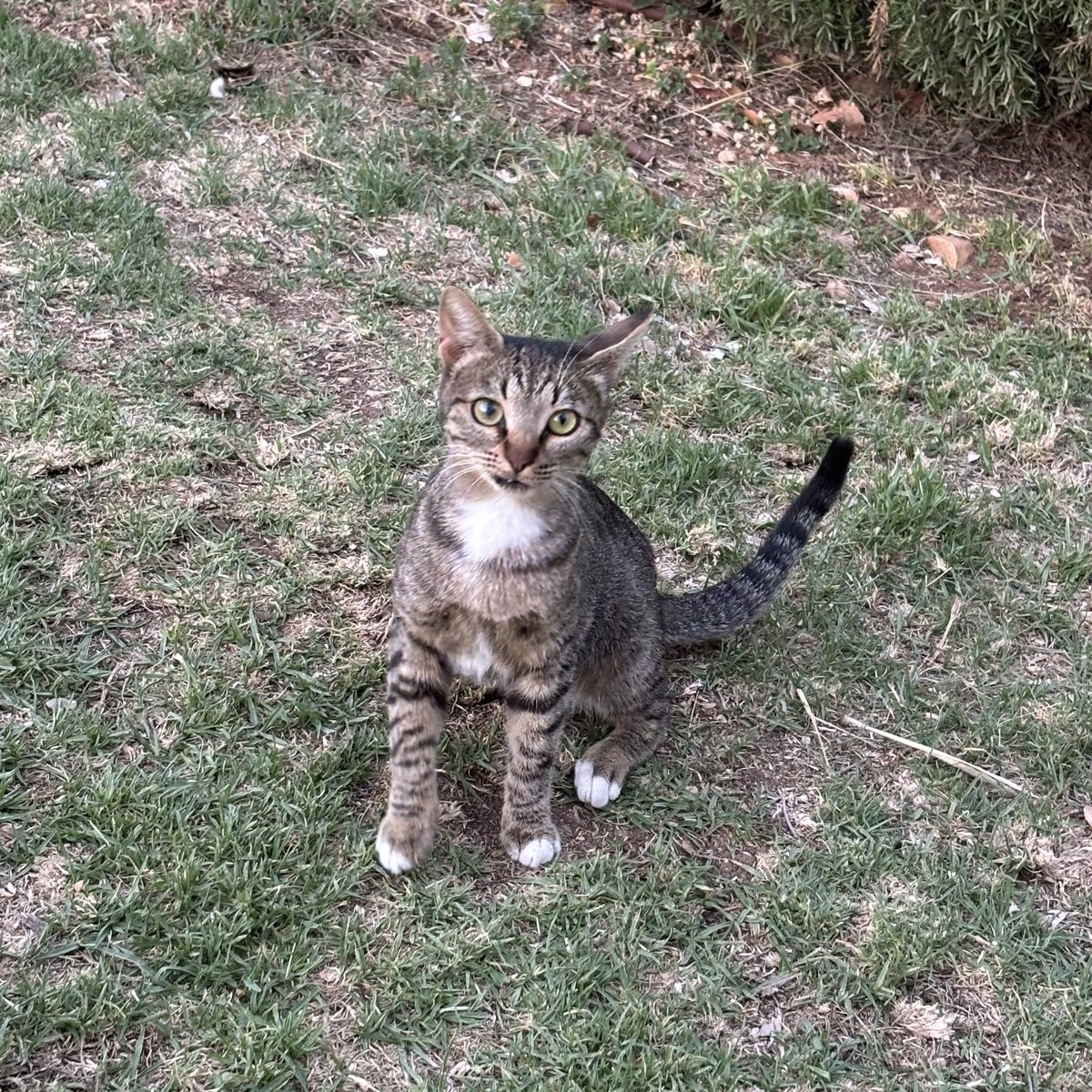 Israelnyan's tweet photo. ｫｮｮ｡

今日もありがとう。
#猫 #イスラエル #cat #Israel
#חתול #עםישראלחי https://t.co/sBsztY9s7M