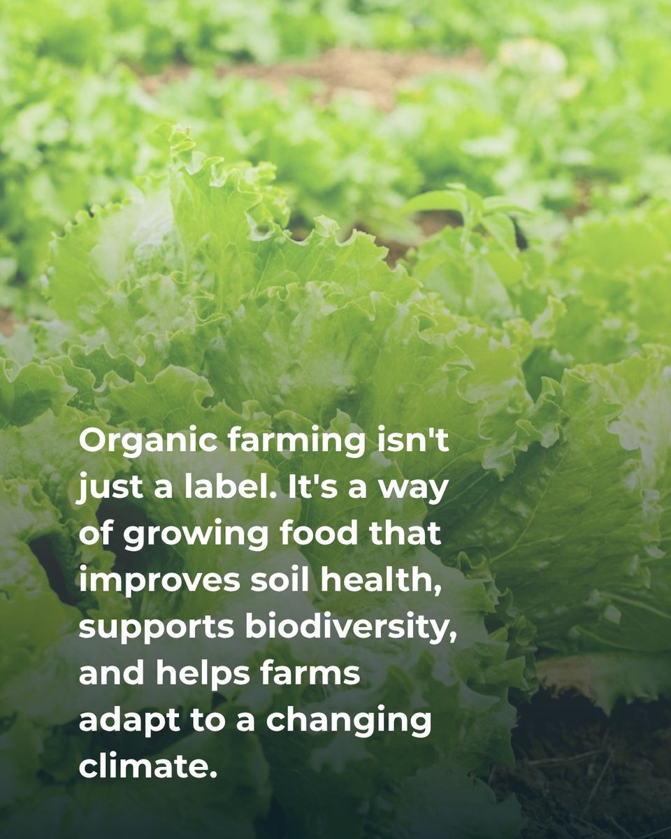 foodtank's tweet photo. What does “organic” really mean?

Organic agriculture is about much more than avoiding synthetic pesticides and fertilizers. It is a system designed to build healthy soils, protect biodiversity, support animal welfare, and strengthen resilience to drought, flooding, and a changing climate.

Food Tank breaks down how organic farming works, what certification requires, and why investing in organic agriculture is an investment in future generations.

Read more: https://t.co/h7ysVx00JL