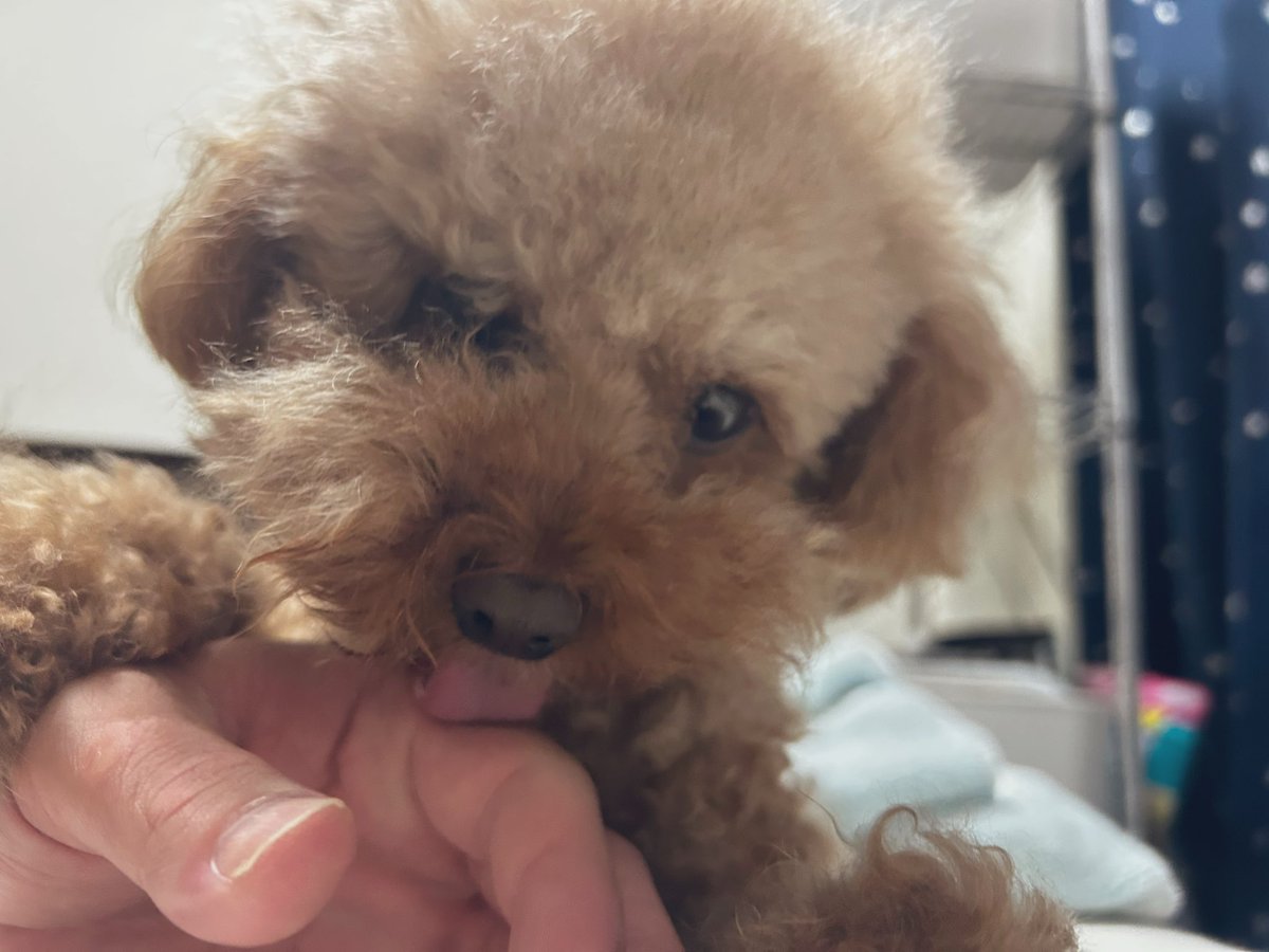 kinseishosho's tweet photo. マロとチノ、お誕生日おめでとう🎈🎂
6才と3才になった犬🐶
ケーキはまた後日！ https://t.co/ilHW1hTXC8