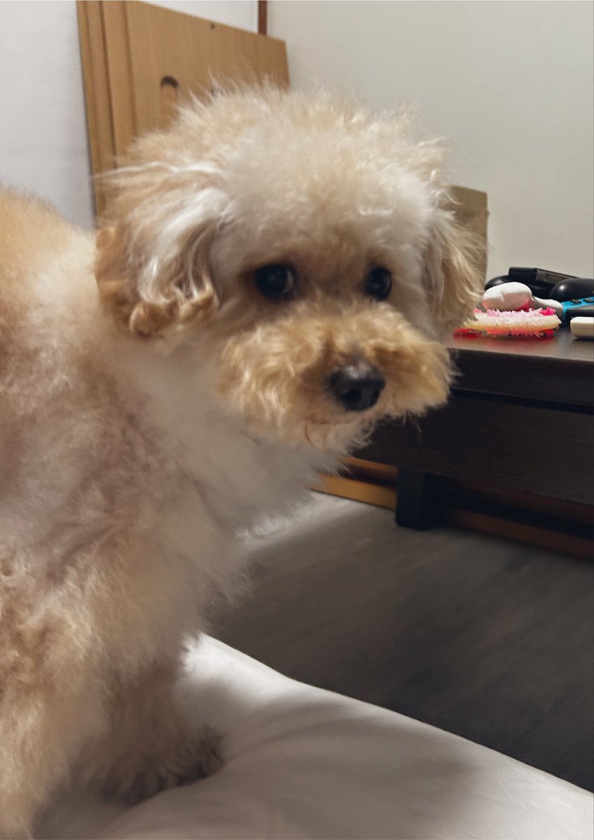 kinseishosho's tweet photo. マロとチノ、お誕生日おめでとう🎈🎂
6才と3才になった犬🐶
ケーキはまた後日！ https://t.co/ilHW1hTXC8