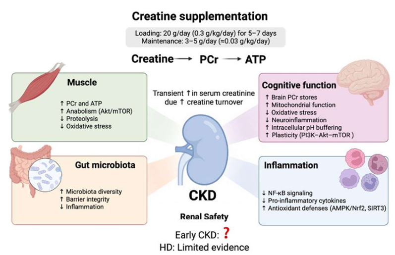 hjanders_hans's tweet photo. Now online in @NDTsocial

Creatine supplementation in patients with kidney disease - harm or benefit? 

🧐Creatine may be a promising nutritional intervention in CKD management

▶️https://t.co/Y35rsRkvZE https://t.co/Sw57kHG746