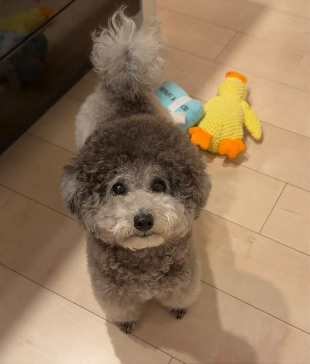 Perth0125's tweet photo. 料理してたら、遊んでほしくてお友達連れてきた犬 https://t.co/l0ouDUQlCo