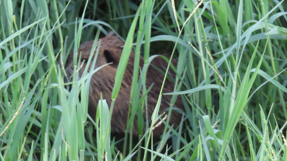 coypu_jp's tweet photo. 緑ヶ丘公園 ヌートリア 中1匹 8月5日
もう、おチビちゃんとは言えません。
#nutria #coypu #ヌートリア #ragondin #緑ヶ丘公園 https://t.co/Iy8g6kF3v1