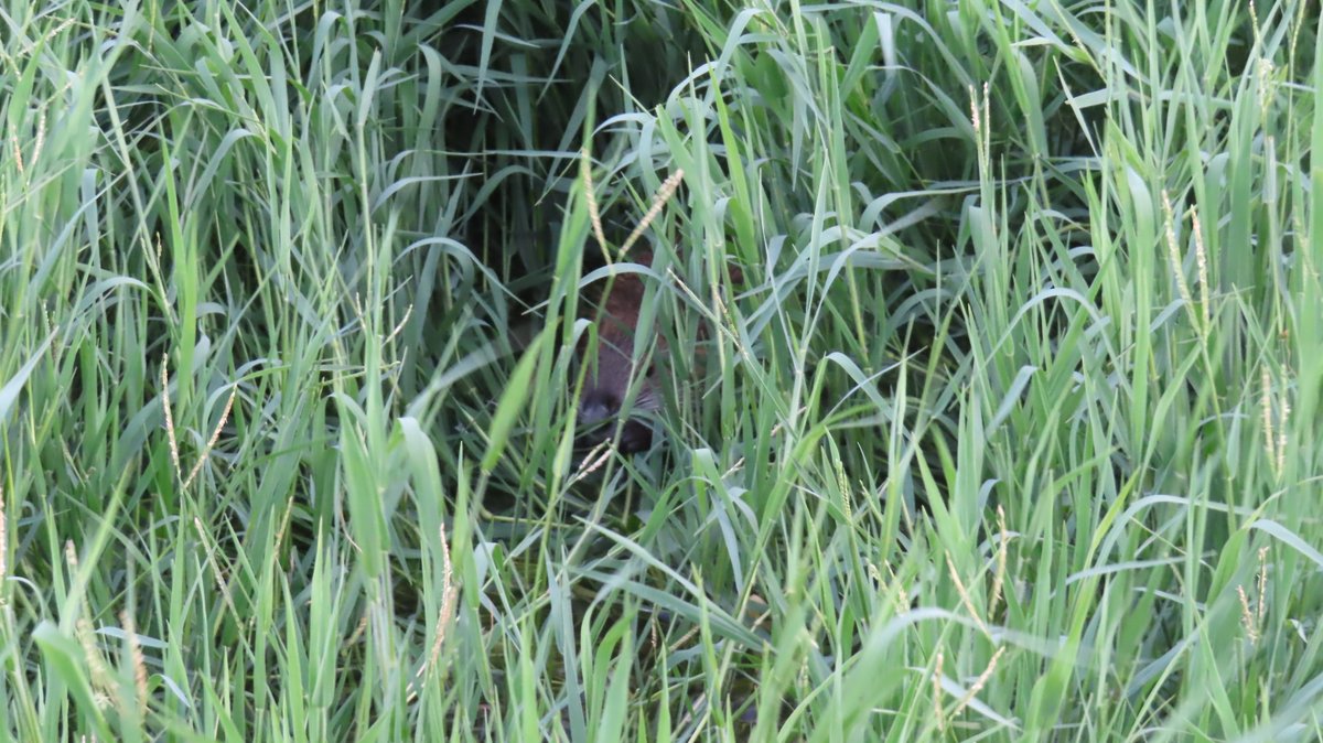 coypu_jp's tweet photo. 緑ヶ丘公園 ヌートリア 中1匹 8月5日
もう、おチビちゃんとは言えません。
#nutria #coypu #ヌートリア #ragondin #緑ヶ丘公園 https://t.co/Iy8g6kF3v1
