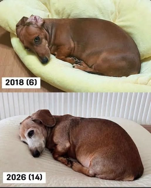 dachshundlove06's tweet photo. https://t.co/OuoJ6PzLhW