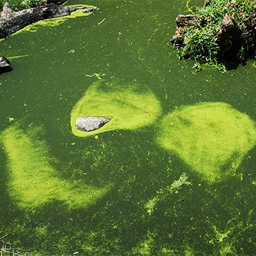 AdoptionsUk's tweet photo. Please retweet, don't allow your dog to swim in, or drink from water where there is blue green algae π’ πΆπ
π΄Some types can kill a dog in just 15 minsπ΄
Detailsπ https://t.co/nN61A5avPHβ¦β¦
#dogs #DogsofTwittter #pets #Rivers #UK #heatwaveuk #heatwave @BBC @itvnews @BBCNews #algae