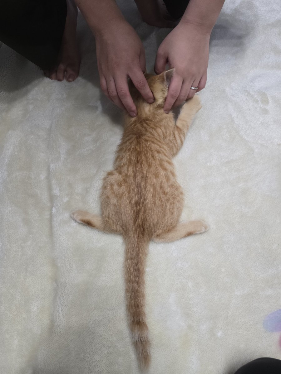 93vdYGK9Ya52139's tweet photo. この足だけでもう鼻血出るわ
#保護猫 https://t.co/VBboGXSiyG