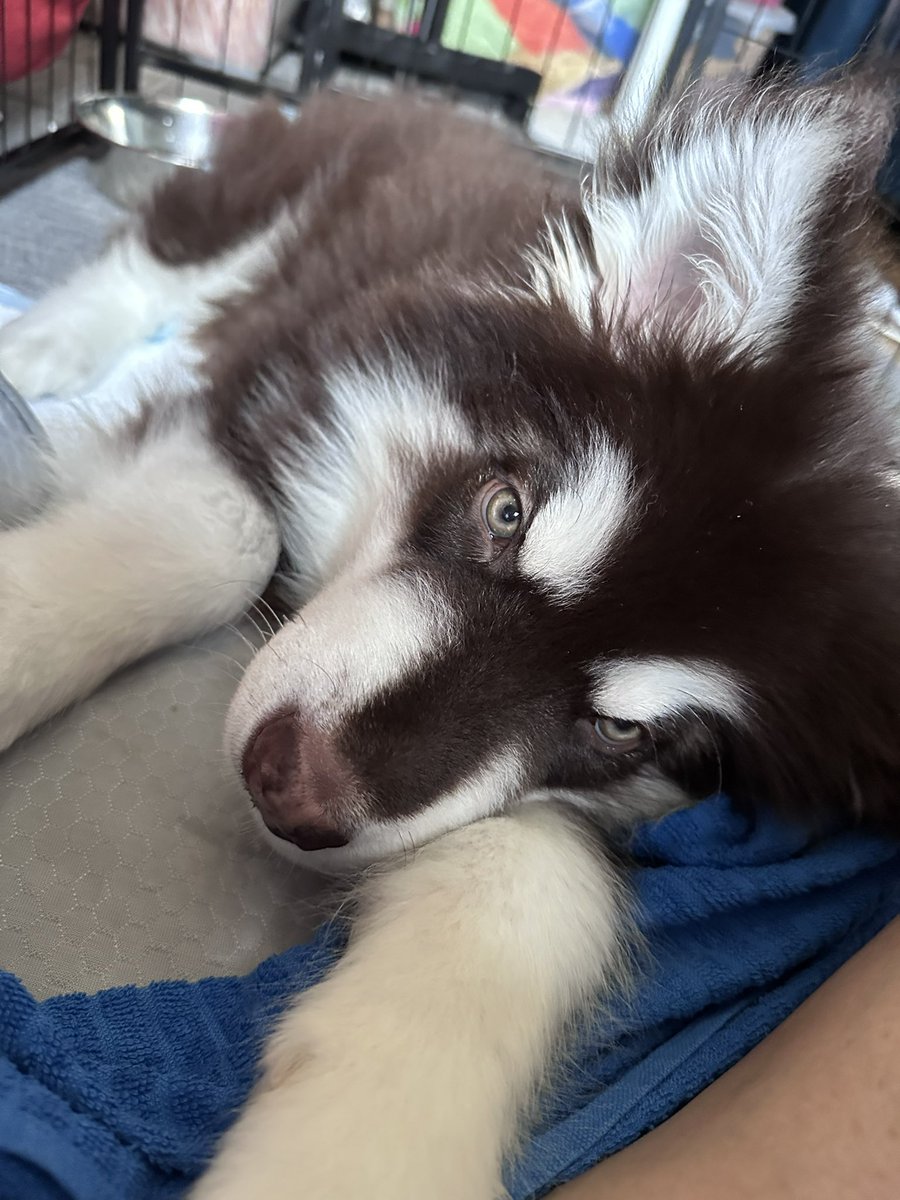 kaerukingdoms's tweet photo. 少しずつ大きくなる
しかし甘噛みが甘噛みでないのが大型犬
🐕子犬でも容赦ないので今のうちに遊びでも人を噛むのはやめるようにさせる。
すでに息子の手はボロボロだがw
#アラスカンマラミュート https://t.co/PSCGHDDZFN