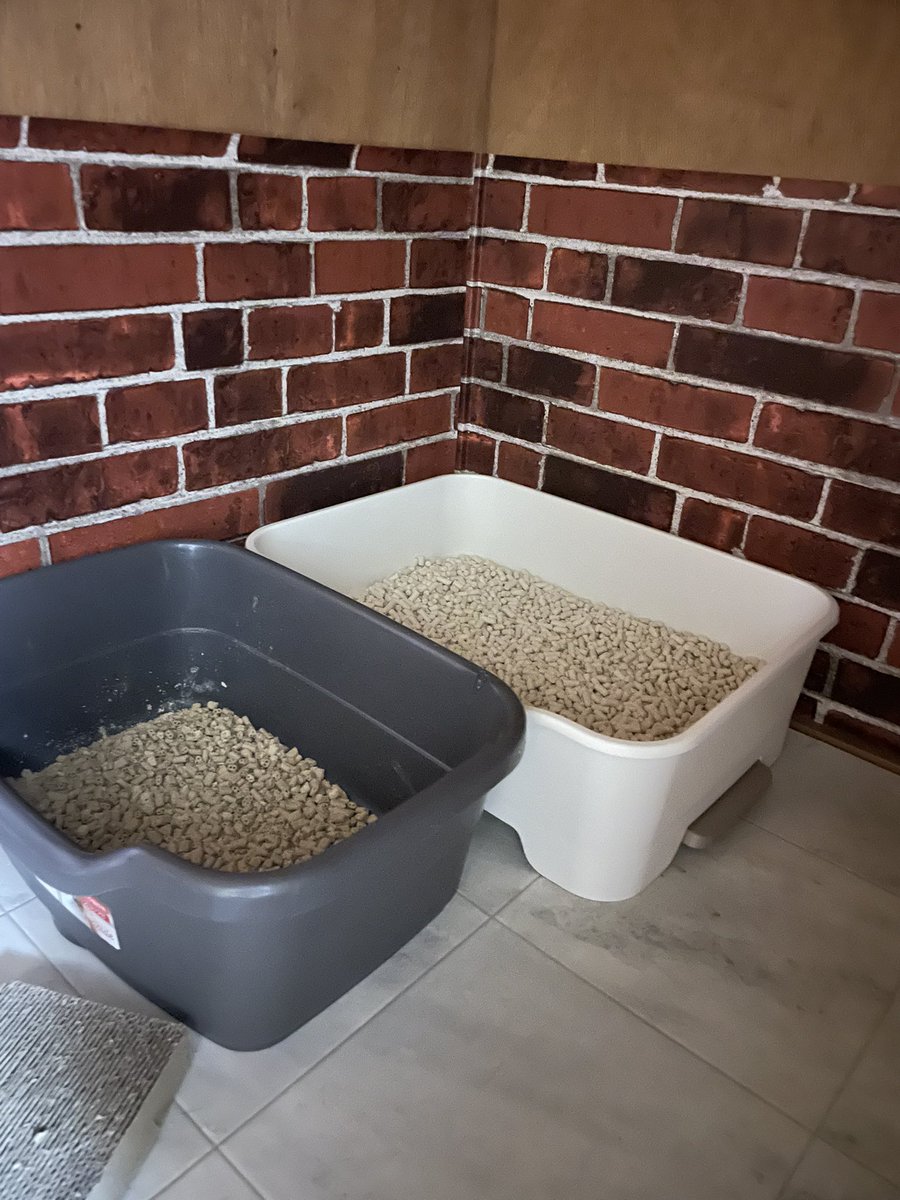 saibyou's tweet photo. この間のデオトイレを設置。砂はドンキオリジナルで粒の大きいタイプに変えてある。さて、使うかな？ https://t.co/jYUIFlZ82M