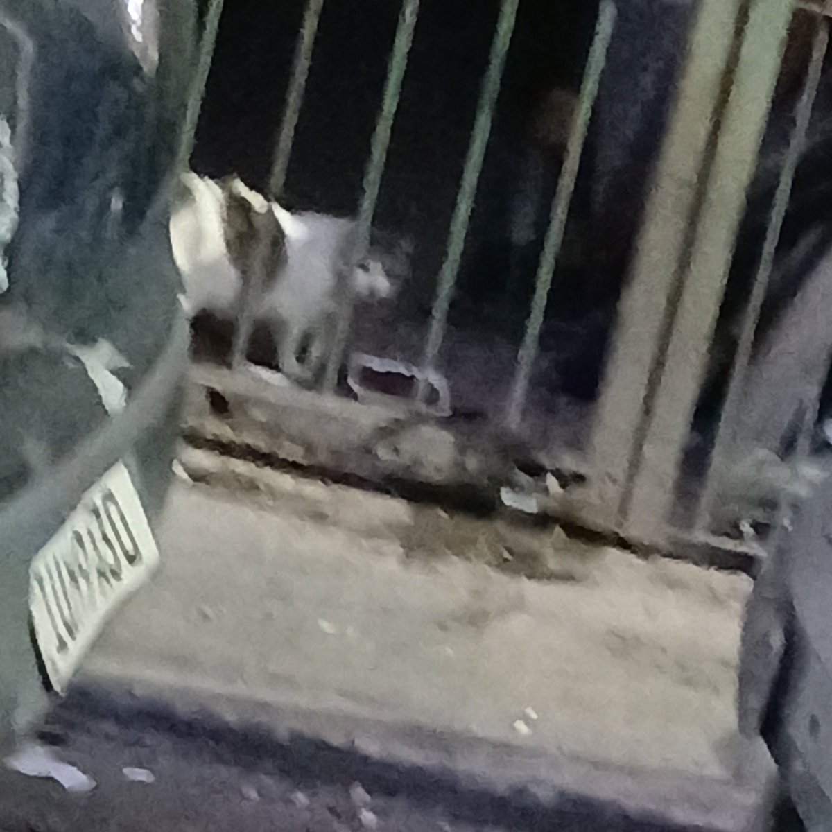 carpenteeilish's tweet photo. Oi gente, POR FAVOR quem tiver condição, peço AJUDA pra comprar a RAÇÃO dos Gatos e Cachorros q minha mãe Alimenta na Rua há 20 anos

no momento tô desempregada e só com o salário do meu pai fica difícil, Obrigada desde já.

PIX: (11)95790-1484
PIX: francisco.dgivaldo@hotmail.com https://t.co/kSYJfEI4Al