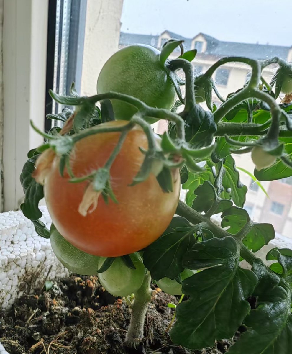 UmarGarbai's tweet photo. [Just tried the new organic cherry tomatoes from the local farm—burst with sweet, juicy flavor, zero weird aftertaste, perfect for salads or snacking! Grab your bag today ]， https://t.co/QpbRmuIku8
